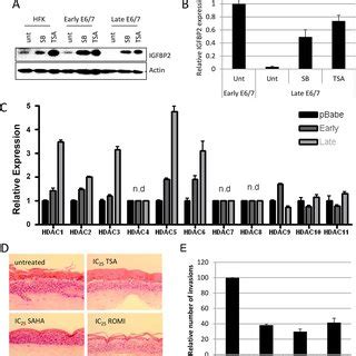 IGFBP2 Expression Is Repressed Through Enhanced HDAC Function A