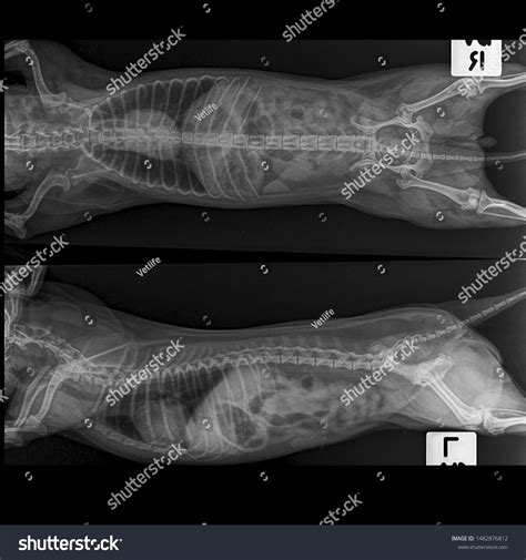 X Ray Cardiomegaly Pneuminia Dog Both Stock Photo 1482876812 | Shutterstock