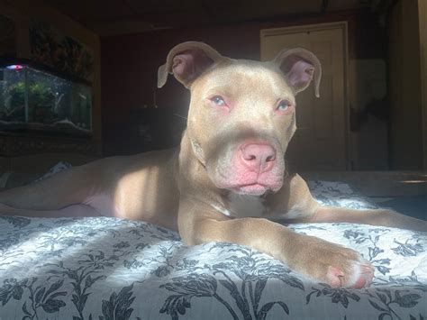 Blue Nose Pitbull With Blue Eyes