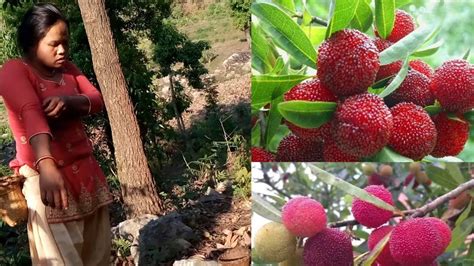 Kaaphal Or Kafal Fruit काफल Bay Berry Taste Of Nepal Youtube