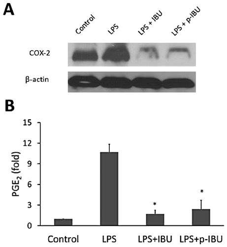 P IBU Inhibits COX 2 And PGE 2 In Macrophages RAW 264 7 Macrophages