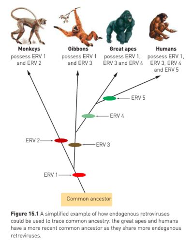 Evidence For Evolutions Flashcards Quizlet