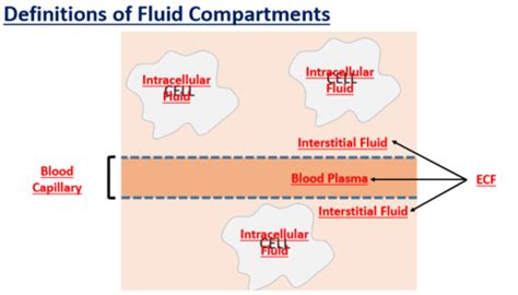 Sba Describe The Major Fluid Compartments Including Their Ionic