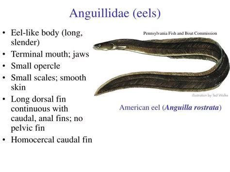 PPT - Anguillidae (eels) PowerPoint Presentation, free download - ID:2735870