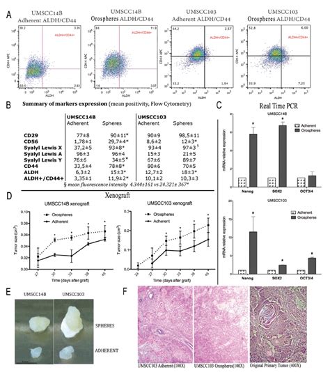 Cancer Stem Cell Characterization A Flow Cytometry Analysis Of Cd44