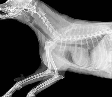 Canine Medical Imaging, Ultrasound, MRI, X-rays, Radiographs