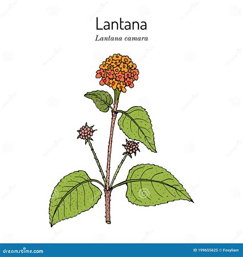 Common Lantana Lantana Camara Medicinal Plant Cartoon Vector