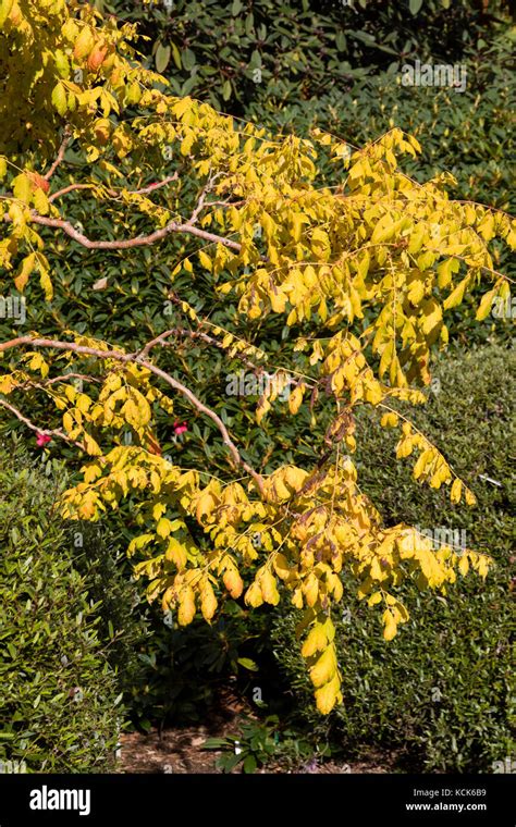 Golden Rain Tree Koelreuteria Paniculata Hi Res Stock Photography And