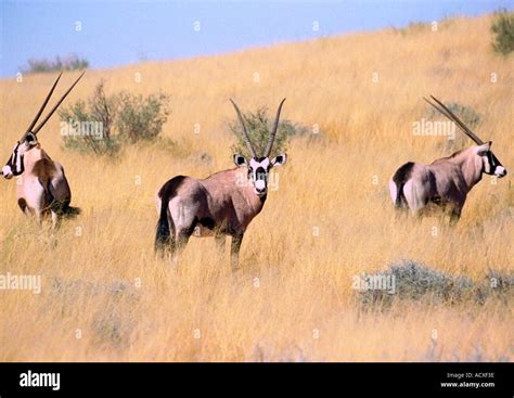 Three Gemsbok On A Kalahari Sand Dune Stock Photo Alamy