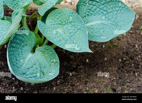 Hosta Bressingham Blue Funkia Known As Plantain Lilies Or Giboshi