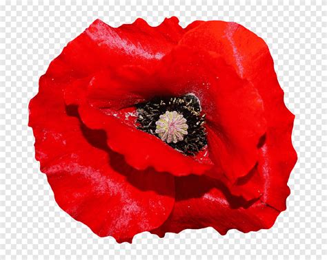 Coquelicot Portable Network Graphics Xchng Coquelicots Fleurs De