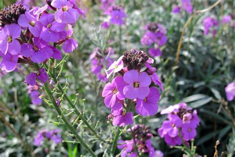 Erysimum Bowles S Mauve Wallflower