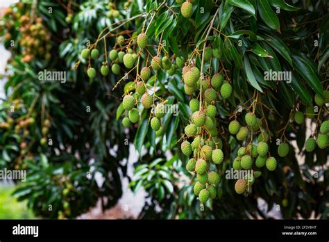 Litchi Tree Hi Res Stock Photography And Images Alamy