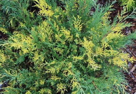 Можжевельник пфитцериана (средний) Блю энд Голд Juniperus x pfitzeriana ...