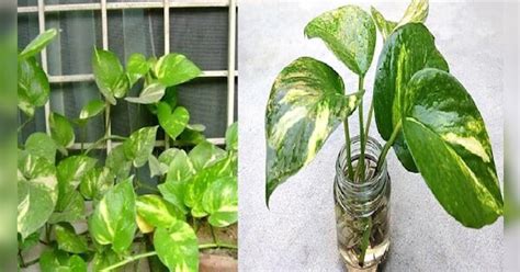 Know These Tips For Money Plant Which Brings Good Luck ये है पैसों का