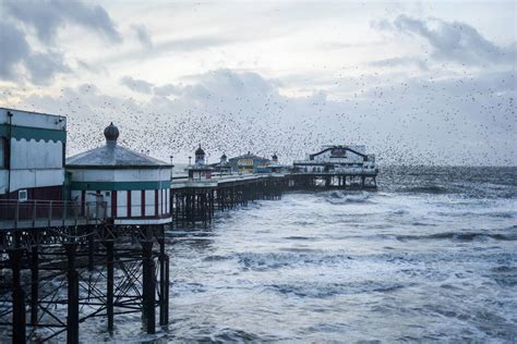 North Pier Blackpool Starlings