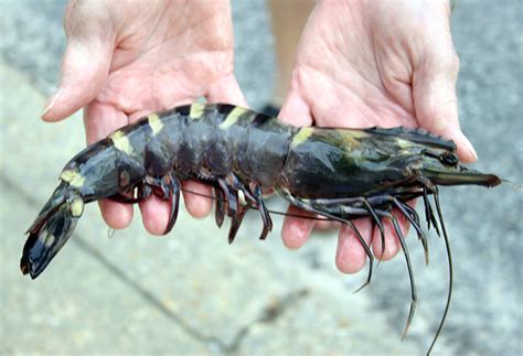 The Threats Are Out There Asian Tiger Shrimp Invade Gulf S Ecosystem Flaglerlive