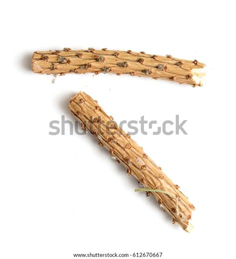 Naked Branch On White Background Stock Photo 612670667 Shutterstock