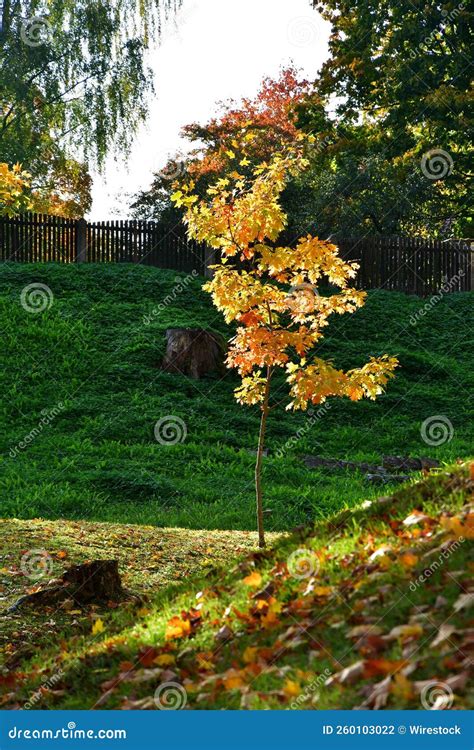 Little Tree With Yellow Trees Standing In A Park Covered In Autumn