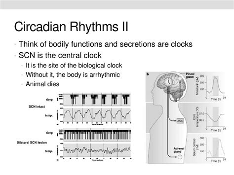 PPT - Circadian rhythms and aging PowerPoint Presentation, free ... 
