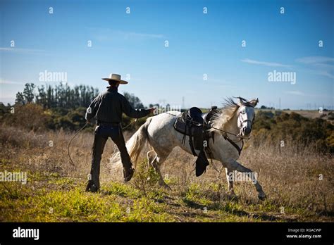 Cowboy wrangling horse Stock Photo - Alamy