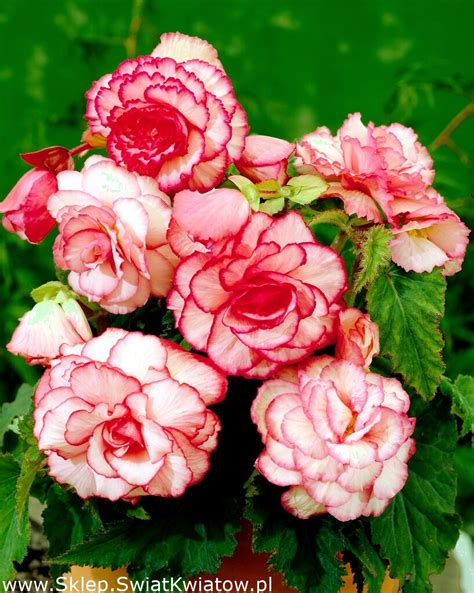 Begonia Bouton De Rose R Owo Bia A Du A Paczka Szt