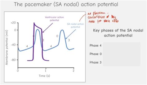 Action Potential Of SA Node Flashcards Quizlet