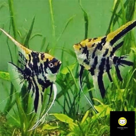 Jual Ikan Hias Manfish Tricolor Aquarium Air Tawar Aquascape 3 CM