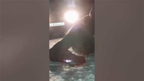 [СЛИВ] Слов пацана 6 серия #словопацана #адидас #марат #пальто - YouTube
