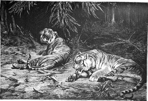 Types of Extinct Tiger Species and Subspecies