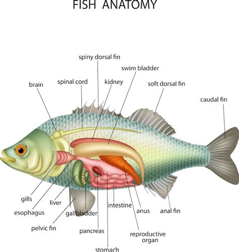 Anatomia Do Peixe Vetor Premium