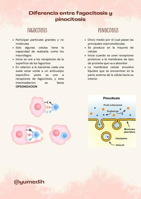 Fagocitósis y Pinocitósis Yumedih uDocz