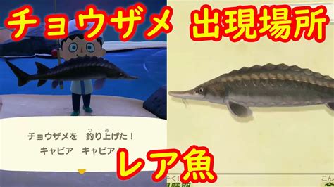 【レア魚】チョウザメ 釣れる場所 出現入手場所 攻略【あつまれ どうぶつの森 あつ森】 Youtube