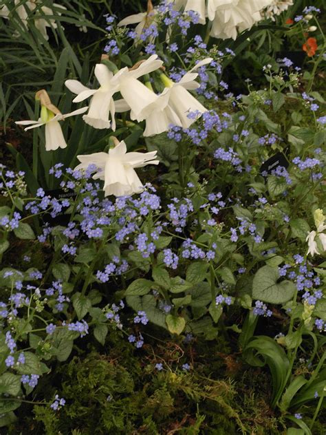 Brunnera Macrophylla Sterling Silver Hare Spring Cottage Plants