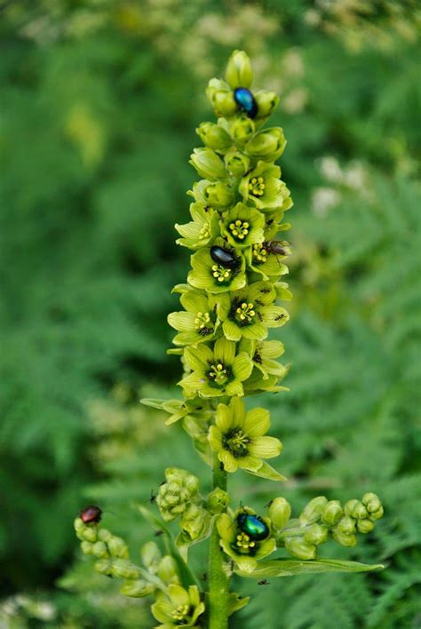 Veratrum Album L Plants Of The World Online Kew Science