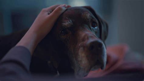 how to get my dog in commercials
