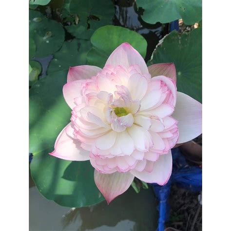 C Sen Super Lotus Hot Girl V N Sen Nha Trang Shopee Vi T Nam