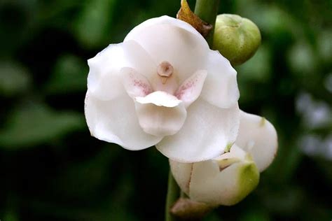 All About Panama's National Flower: Peristeria elata