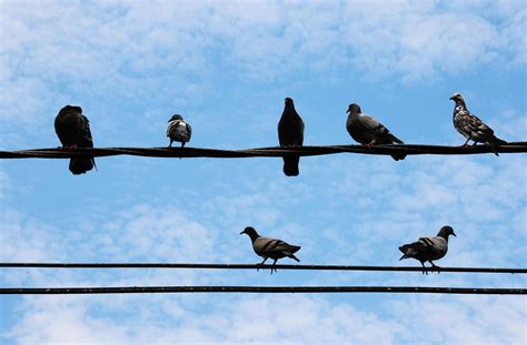 Birds on Electric Wires Under Altocirrus Clouds · Free Stock Photo