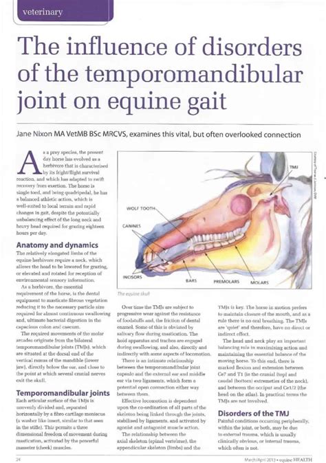 Temporomandibular Joint Disorders And Equine Gait Nixon Equine Vet