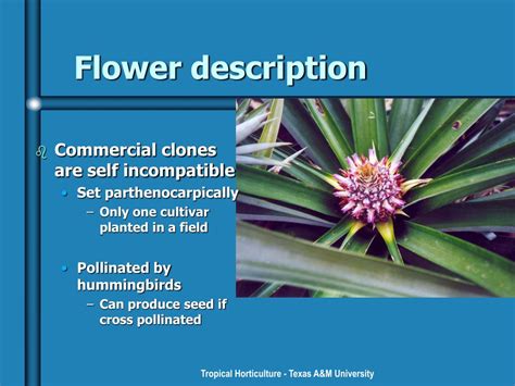 Ppt Pineapples Powerpoint Presentation Free Download Id159562