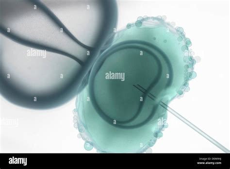 Stylized Visualization Of In Vitro Fertilization Stock Photo Alamy