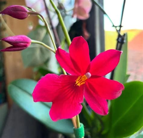 Orchid Care Myths: The 5 Most Shocking Mistakes Killing Your Orchids