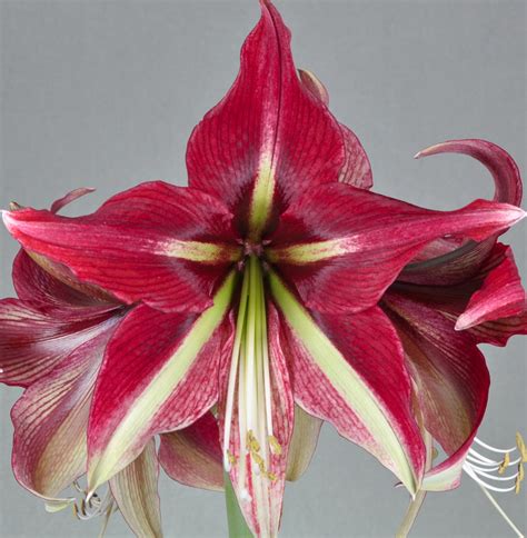 Ruby Star Amaryllis Bulb And Blossom