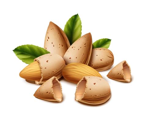 3d Realistic Vector Icon Isolated On White Background Almond Nut