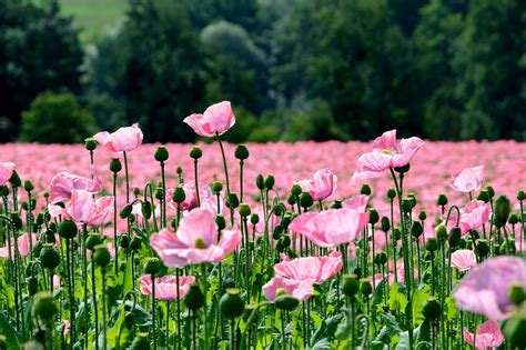 Poppy Flowers Field - Free photo on Pixabay - Pixabay