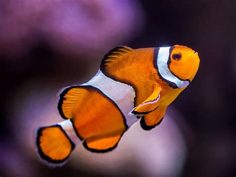 Aquarium Of The Pacific Online Learning Center Clownfish