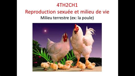 4TH2CH1 Reproduction sexuée et milieu terrestre poule YouTube