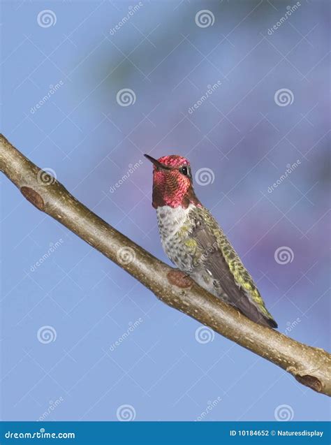 Anna s Hummingbird stock photo. Image of wildlife, green - 10184652