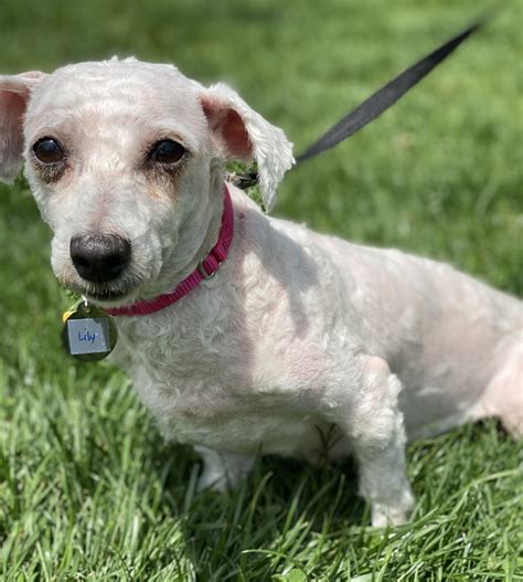 All - ADOPTED The transition from kennel to couch has been a little